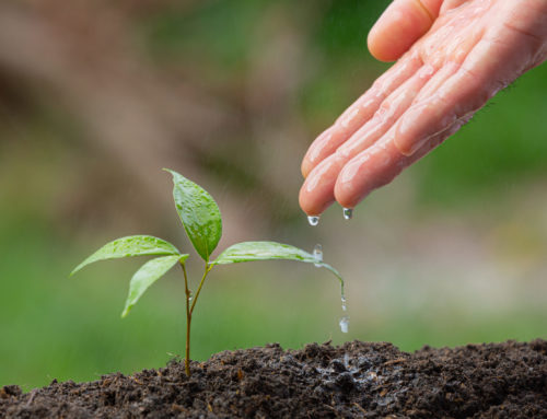 Día mundial del medioambiente: ¿Cómo empresa, cómo puedo actuar a favor del medioambiente?