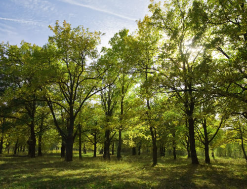 Día Mundial del Árbol: Se puede frenar la tala de árboles cambiando nuestros hábitos